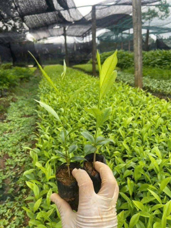 Trồng kỳ hải nam thu tiền tỉ, thật hay 