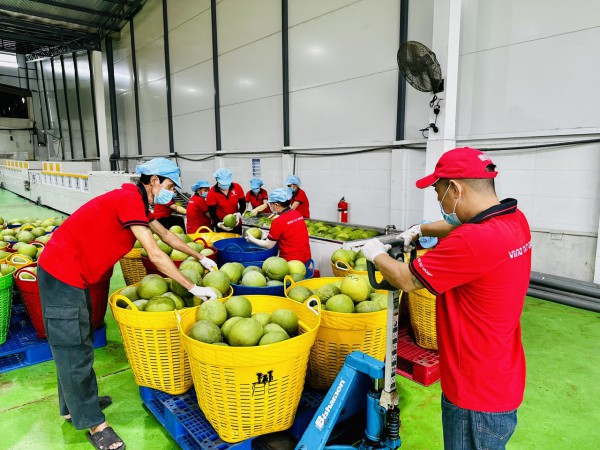 Trung Quốc mở cửa cho bưởi và chanh Việt Nam