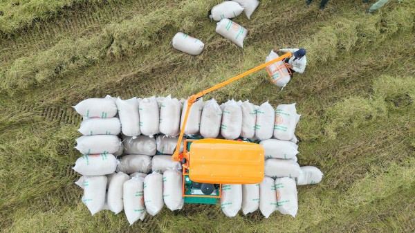 Việt Nam tăng nhập khẩu gạo, dù xuất khẩu giảm sâu