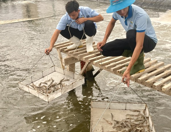 Việt Nam trước cơ hội đến từ Chiến lược Kinh tế Đông Nam Á của Úc Việt Nam trước cơ hội đến từ Chiến lược Kinh tế Đông Nam Á của Úc