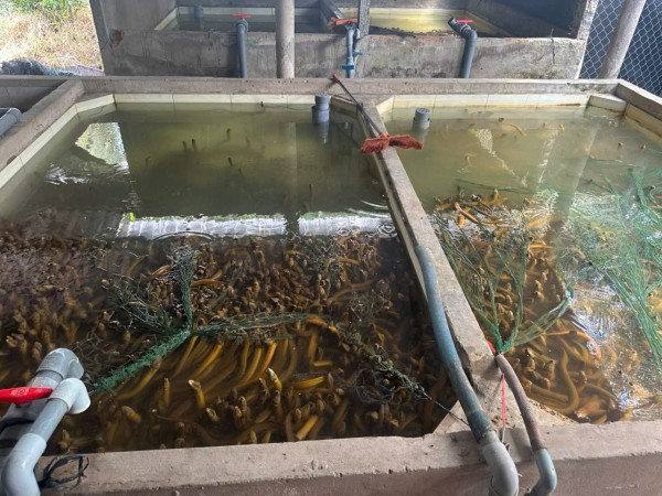 Vụ 4.000 tấn lươn quá lứa 