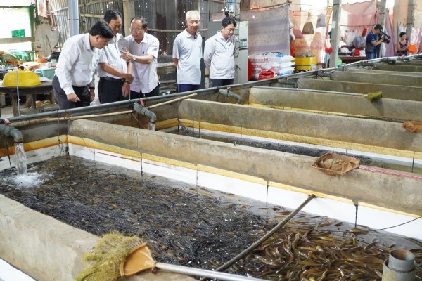 Vụ 4.000 tấn lươn quá lứa ‘kêu cứu’: Quảng bá, bán hàng đa kênh trong lúc tìm đầu ra