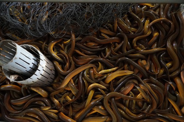 Vụ 4.000 tấn lươn quá lứa ‘kêu cứu’: Quảng bá, bán hàng đa kênh trong lúc tìm đầu ra