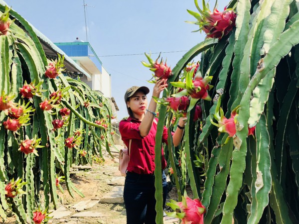 Vượt mặt sầu riêng, thanh long liệu có trở lại Vượt mặt sầu riêng, thanh long liệu có trở lại