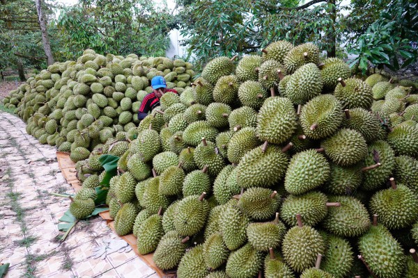 Xuất khẩu rau quả bất ngờ giảm tốc, vì sao?