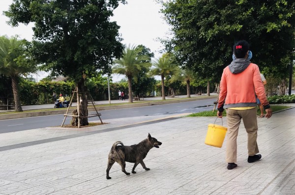 Thả rông chó, mèo phạt bao nhiêu, ai xử phạt?