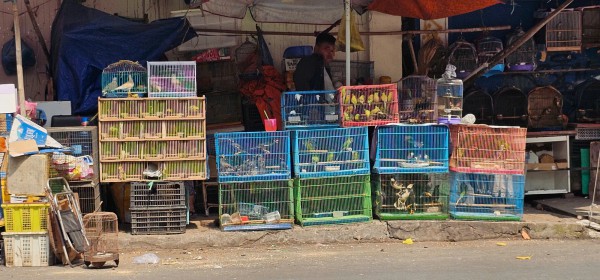 Bán chim trời, thú rừng công khai thách thức pháp luật