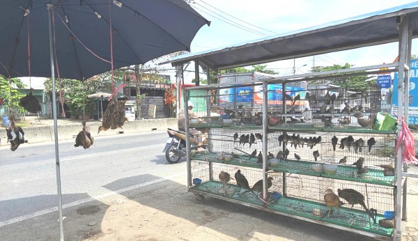 Bán chim trời, thú rừng công khai thách thức pháp luật