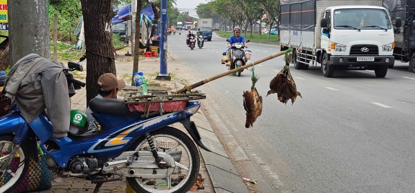 Bán chim trời, thú rừng công khai thách thức pháp luật