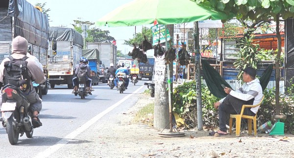 Bán chim trời, thú rừng công khai thách thức pháp luật