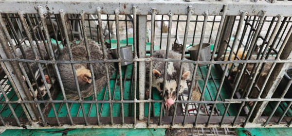 Bán chim trời, thú rừng công khai thách thức pháp luật