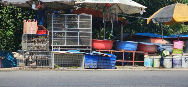 Bán chim trời, thú rừng công khai thách thức pháp luật