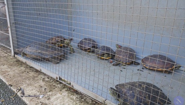 Bán chim trời, thú rừng công khai thách thức pháp luật