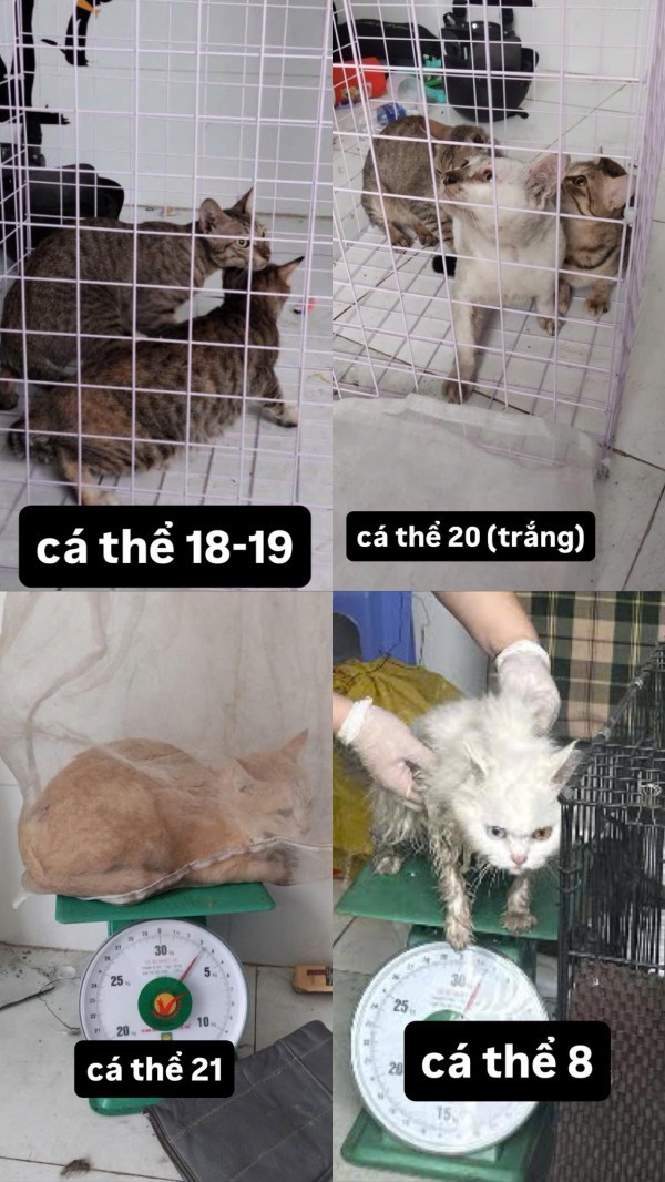 Công an TP.HCM tìm chủ nhân của 32 chó, mèo vừa được giải cứu