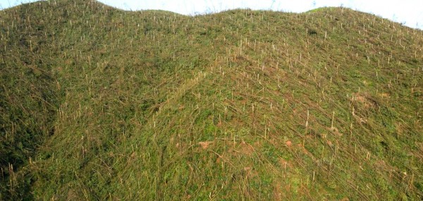 Giám đốc công ty lâm nghiệp bị bắt vì khai thác gỗ tự nhiên trái phép Giám đốc công ty lâm nghiệp bị bắt vì khai thác gỗ tự nhiên trái phép