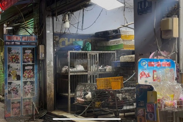 Nhức nhối trộm chó, mèo ở TP.HCM - Kỳ 3: Mạnh tay dẹp nạn trộm thú cưng