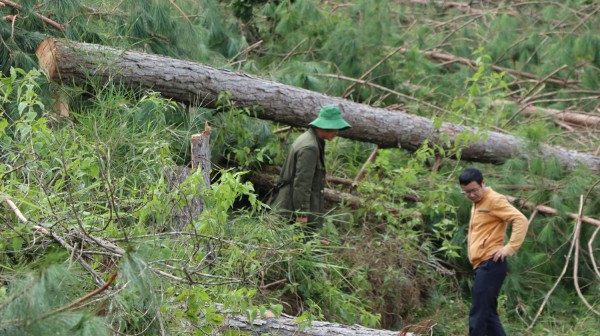 UBND Lâm Đồng đề nghị công an khẩn trương điều tra, xử lý vụ phá rừng ở Lâm Hà