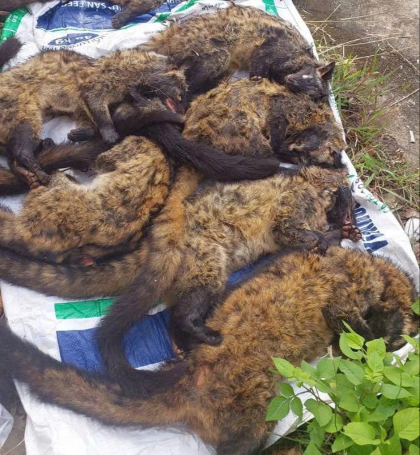 Xe khách chở lượng lớn thịt nghi động vật hoang dã qua hầm Hải Vân