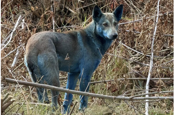 Chó lông xanh xuất hiện gần khu thảm họa hạt nhân Chernobyl