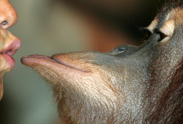 Nụ hôn đầu tiên từ 20 triệu năm trước, không phải ở người