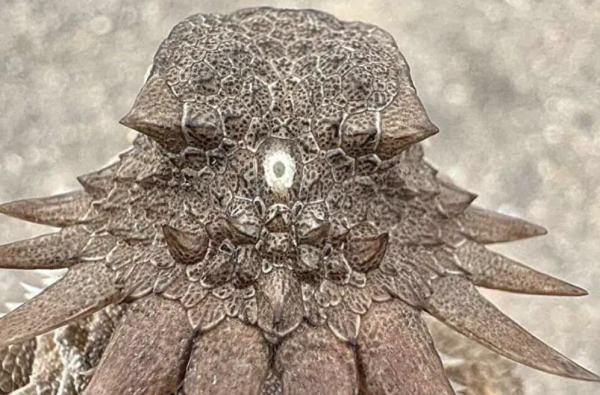 Tìm ra sinh vật độc nhãn là nguồn gốc của những đôi mắt ngày nay