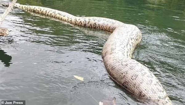 5 tuần sau khi được phát hiện, trăn anaconda khổng lồ nhất thế giới chết thảm