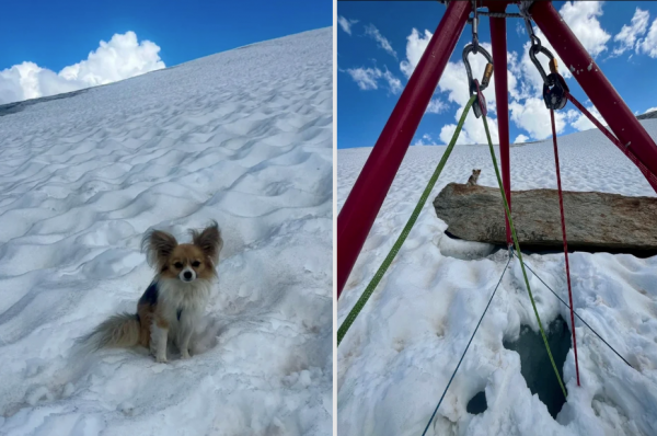 Chủ rơi xuống khe băng sâu 8 m, chú chó Chihuahua giúp giải cứu