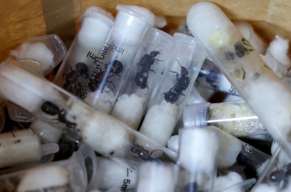 Giấu 2.000 con kiến trong hành lý qua sân bay