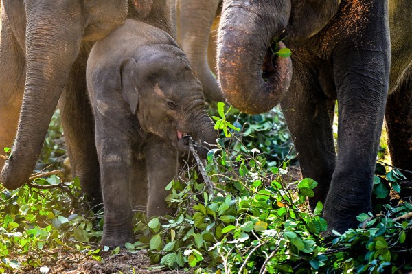 Sri Lanka phạt nặng người giữ voi trong vụ án buôn bán voi trái phép