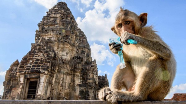 Thái Lan dập nạn khỉ tấn công người ở thủ phủ Lop Buri