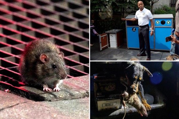 Thành phố New York đối phó với nạn chuột hoành hành