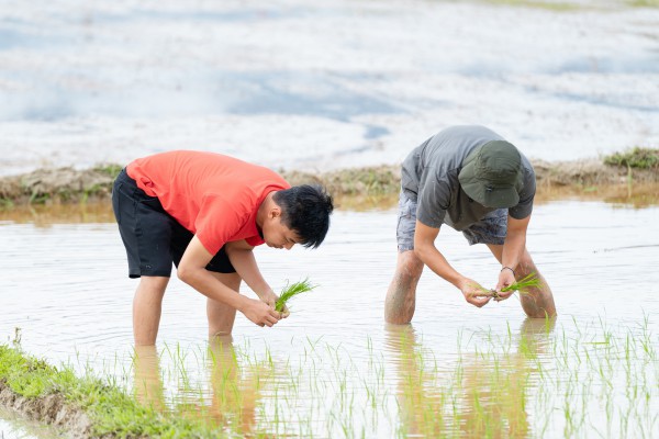 Nghệ sĩ Trung Ruồi, Duy Hưng, Hoàng Trung, Neko lần đầu cày cấy, mò cua bắt ốc Nghệ sĩ Trung Ruồi, Duy Hưng, Hoàng Trung, Neko lần đầu cày cấy, mò cua bắt ốc