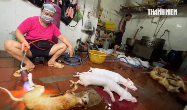 Nghệ sĩ bày tỏ quan điểm về nạn giết mổ lậu chó, mèo