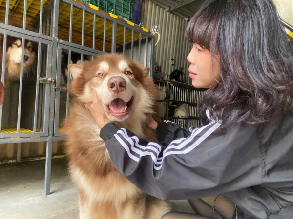 Nghệ sĩ bày tỏ quan điểm về nạn giết mổ lậu chó, mèo