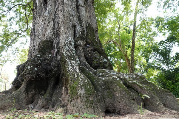 Cặp me cổ thụ hàng trăm năm tuổi - báu vật của ngôi chùa Khmer miền Tây