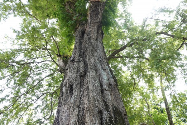Cặp me cổ thụ hàng trăm năm tuổi - báu vật của ngôi chùa Khmer miền Tây