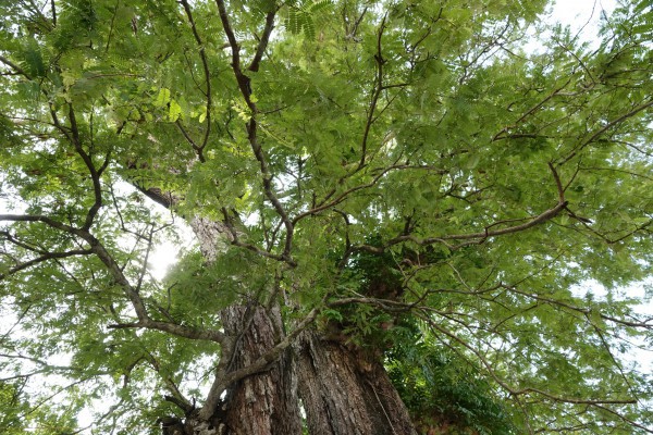 Cặp me cổ thụ hàng trăm năm tuổi - báu vật của ngôi chùa Khmer miền Tây