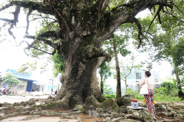 Cây dầu rái cổ thụ 