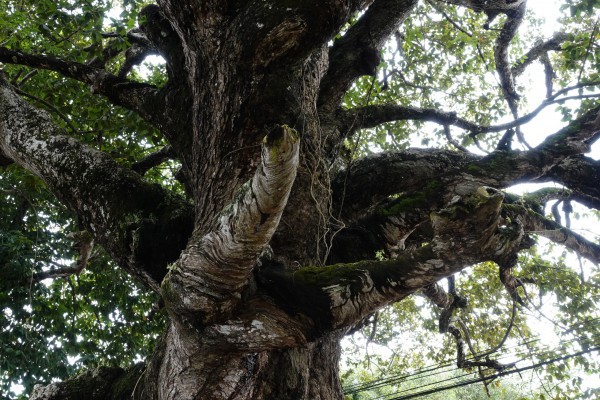 Cây dầu rái cổ thụ 