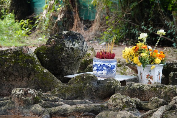 Cây dầu rái cổ thụ 