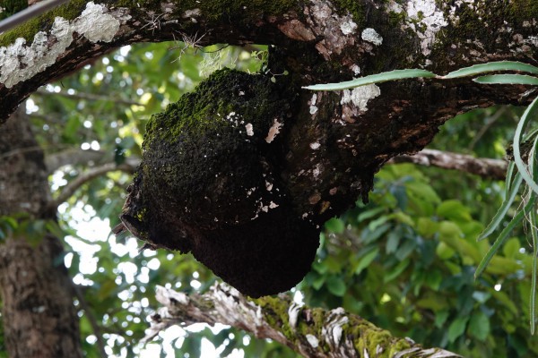 Cây dầu rái cổ thụ 