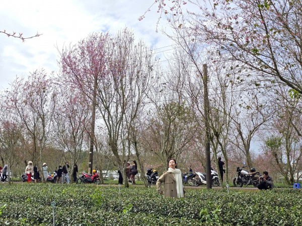 Diva Hồng Nhung, Quang Dũng biểu diễn tại Lễ hội mai anh đào - Đà Lạt