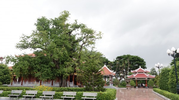 Hào khí nhà Tây Sơn vọng về từ ký ức: Cây me, giếng nước kể chuyện xưa