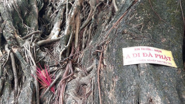 Khám phá cây đa sộp huyền bí ở ngã ba Cây Cốc