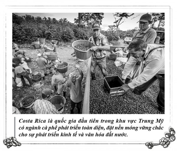 Kỳ 115: Cà phê, nền tảng phát triển toàn diện của Costa Rica
