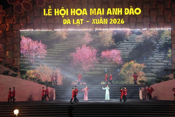 Mai anh đào Đà Lạt rực rỡ sắc xuân trong đêm khai hội