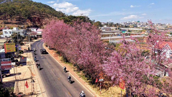 Mai anh đào nở rộ, 