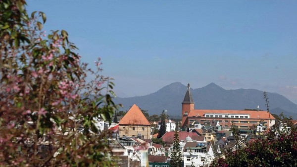 Mai anh đào nở rộ, 