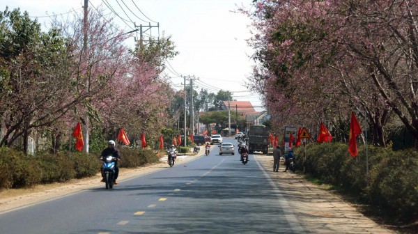Mai anh đào nở rộ, 