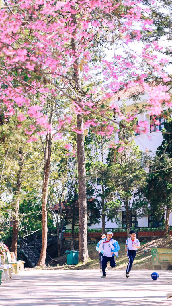 Mai anh đào nở rộ, 